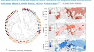 La complessa e avvincente storia dell’introduzione del fagiolo in Europa